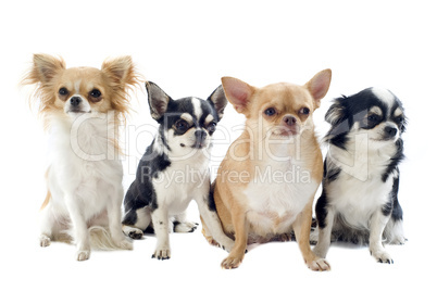 four chihuahuas