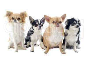 four chihuahuas