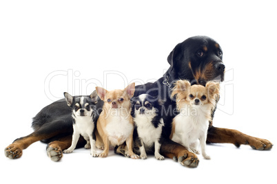 rottweiler and chihuahuas