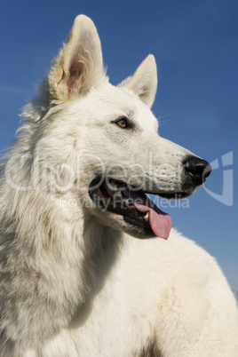 Swiss shepherd dog