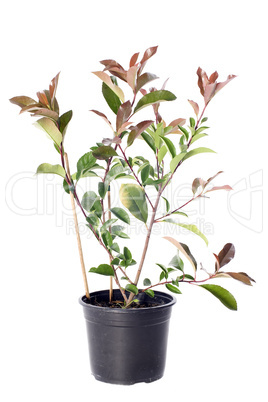 japanese photinia