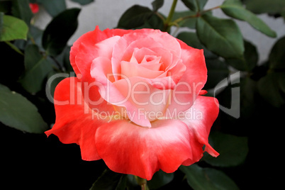 Beautiful Orange and Pink Rose