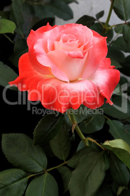 Perfectly Beautiful Orange and Pink Rose