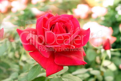 Perfectly Beautiful Red Rose