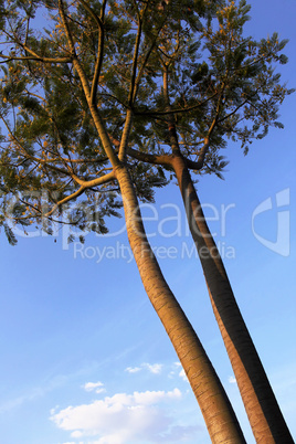 Tall Tree Stem Branches and Leaves