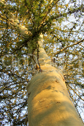 Tall Green Stemmed Thorn Tree