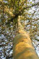 Tall Green Stemmed Thorn Tree