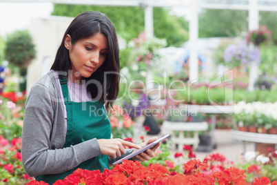 Employee checking flowers with tablet pc in garden center