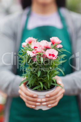 Florist showing a flower