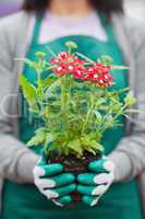 Woman holding plant out of its pot