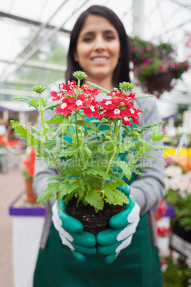 Florist planting a flower