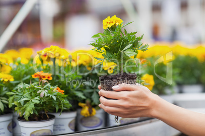 Flowers being put in pots