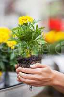 Woman about to put plant into pot
