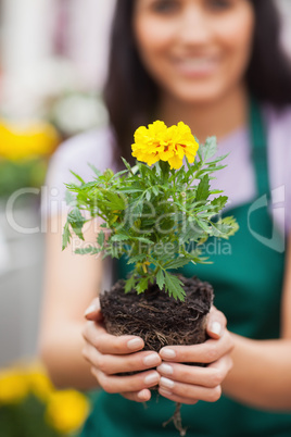 Woman holding a plant at the camera