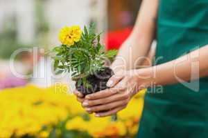 Assistant planting a flower in garden center