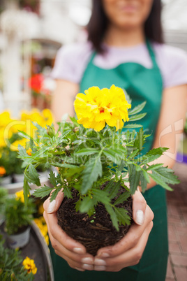 Woman showing a yellow flower in garden center