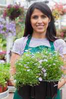 Gardener carrying plants in boxes