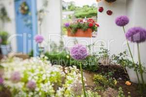 Garden with a lot of flowers