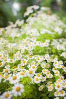 Daisies growing