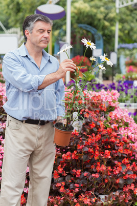 Man holding a flower and looking at it