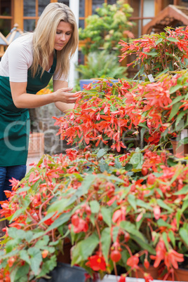 Garden center worker checking plants