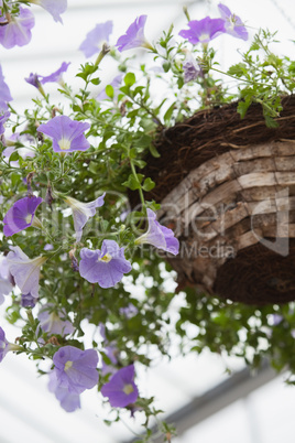 Flower pot in garden centre