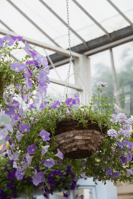 Hanging basket in garden center