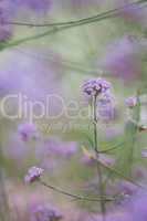 Purple flowering bush