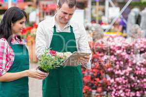 Garden center workers using tablet pc to check flowers
