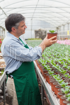 Gardener looking at plant