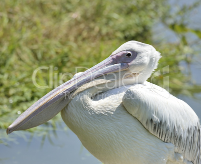 White Pelican