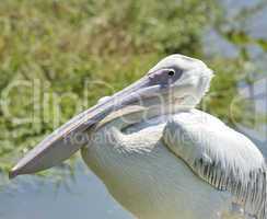 White Pelican