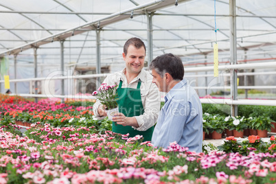 Man and employee looking at flowers in greenhouse