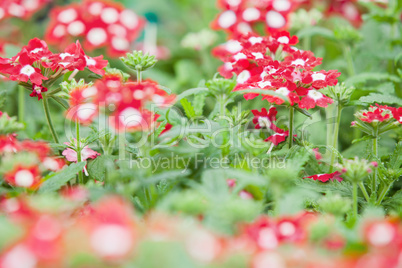 Red and white flowers