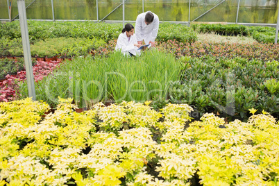 Two people in lab coats checking the plants
