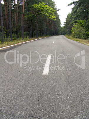 The asphalt road in forest