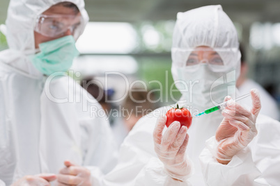 Student injecting tomato with green liquid in lab as another is