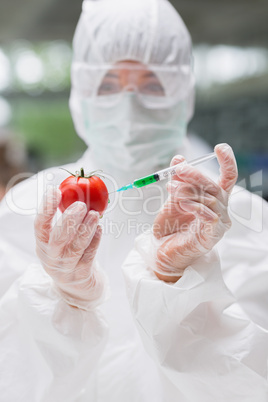 Student standing at the laboratory injecting a tomato