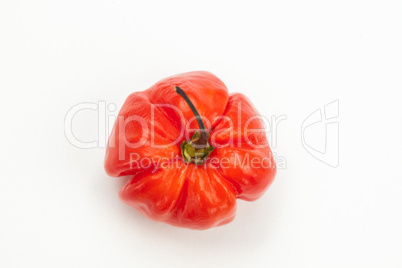 Red chili pepper