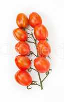 Vine of tomatoes
