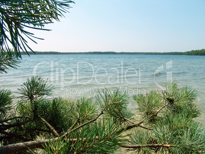 Lake in the pine forest