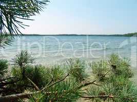 Lake in the pine forest