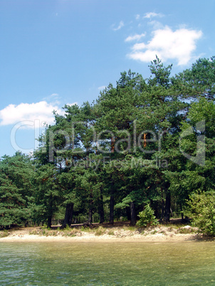 beach in a forest lake