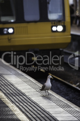 Gulls foraging off railway tracks