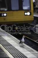 Gulls foraging off railway tracks