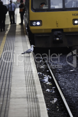 Gulls foraging off railway tracks