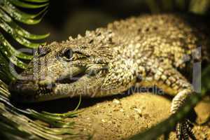 Crocodile head portrait