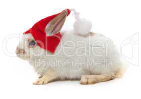 Rabbit and red hat