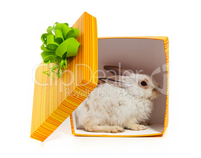 The rabbit in the yellow box