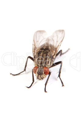 Fly isolated on white. Macro shot of a housefly,